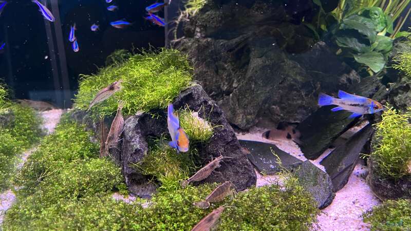 Besatz im Aquarium Aquascape Mooslandschaft von Dietmar Keßl (30)