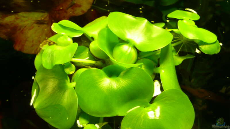 Eichhornia crassipes im Aquarium pflegen (Einrichtungsbeispiele für Dickstielige Wasserhyazinthe)