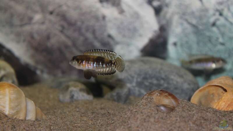 Aquarien mit Lamprologus speciosus