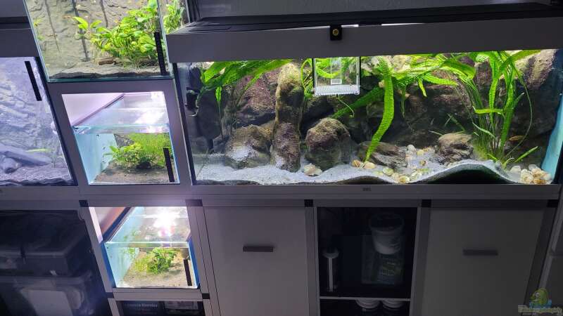 Aquarium Tanganjikasee ( Becken wurde aufgelöst) von Chris Heerwagen (74)