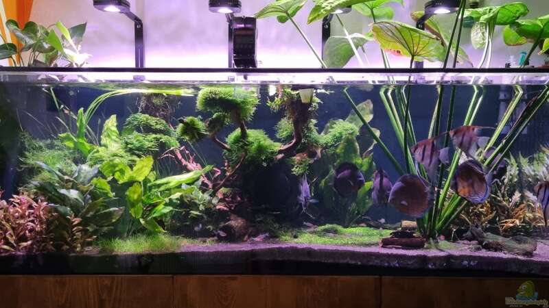 Aquarium Brazilian Dream von The_Lizardking (23)