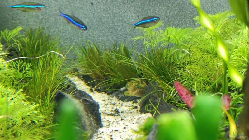 Aquarien mit Paracheirodon simulans (Blauer Neon)