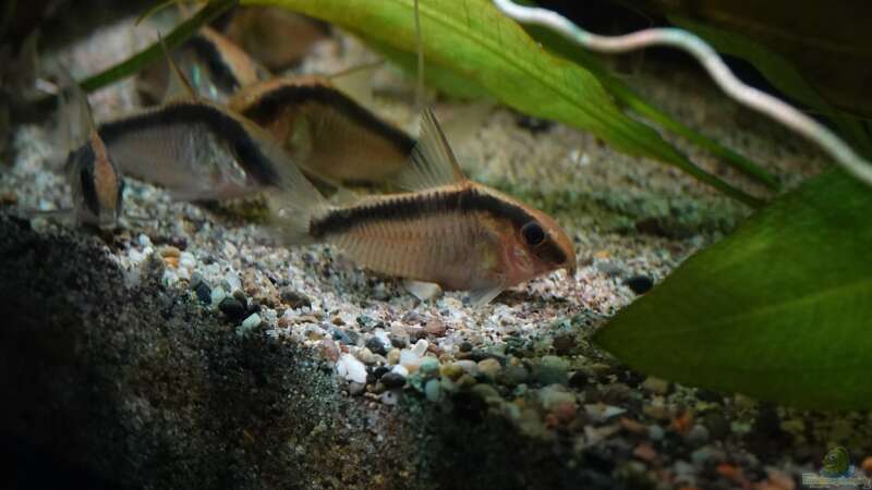 Corydoras granti (gekauft als Corydoras arcuatus) von Philip (28)