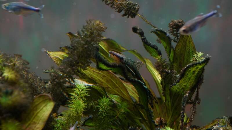 Echinodorus im Aquarium (Einrichtungsbeispiele mit Schwertpflanzen)