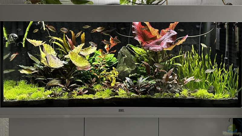 Aquarium Metamorphoses von Thilo (7)