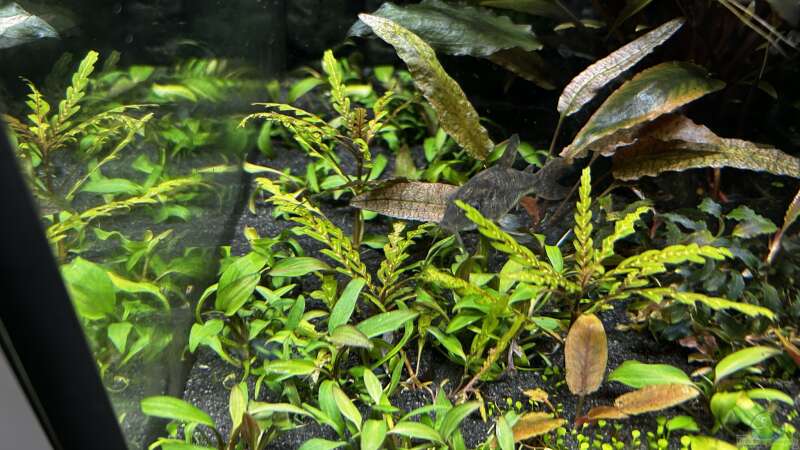 Cryptocoryne lutea „Hobbit“ von Thilo (17)