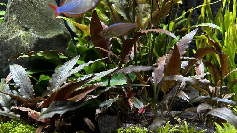 Einrichtungsbeispiele mit Zwerg-Neon-Regenbogenfischen (Melanotaenia praecox)