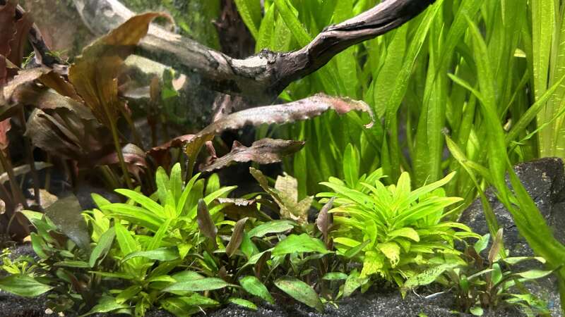 Staurogyne repens und Cryptocoryne lutea von Thilo (16)