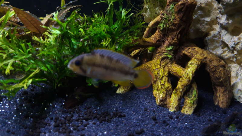 Apistogramma nijsseni Bock von Mich (16)