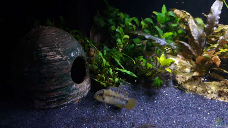 Apistogramma nijsseni Paar von Mich (18)