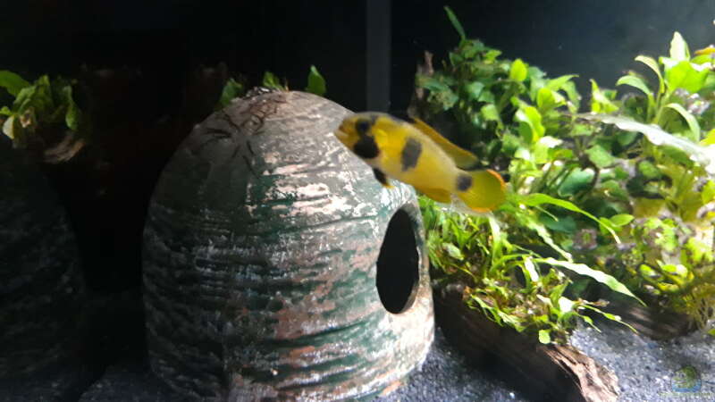 Apistogramma nijsseni Weibchen von Mich (17)