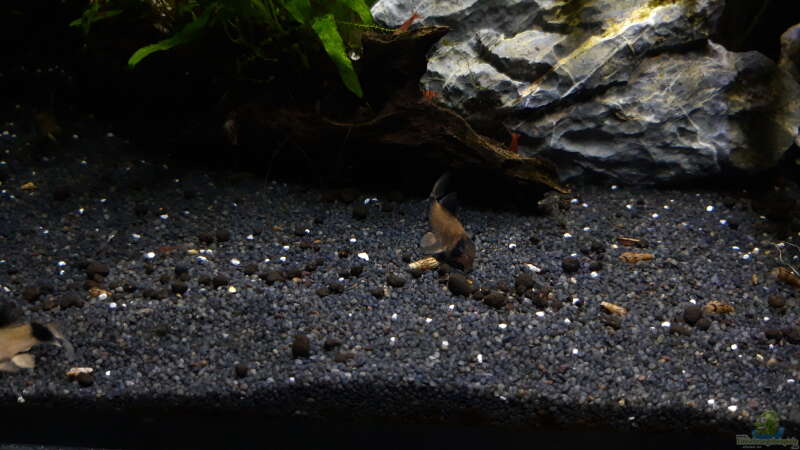 Corydoras panda + Red Fire Garnelen von Mich (14)