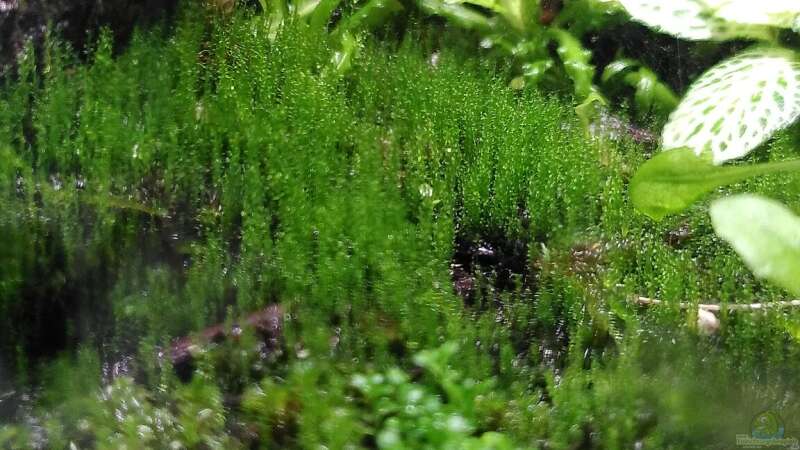 Pflanzen im Aquarium Mooswelt von Stephi (4)