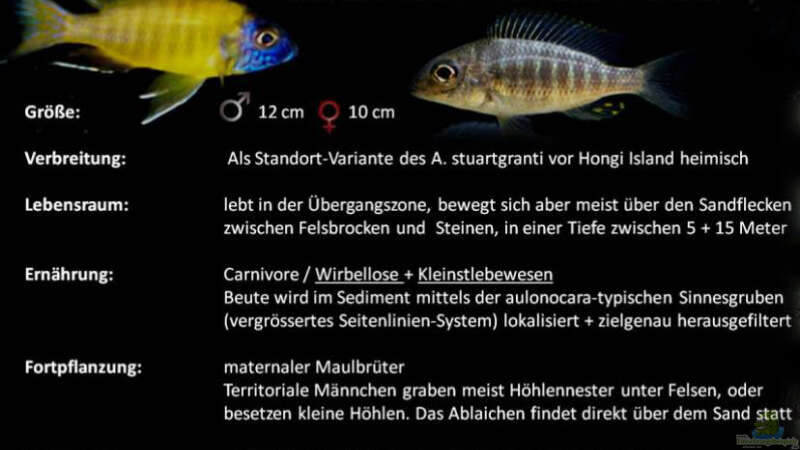 Besatz im Aquarium Lake Malawi 3.0 - Sandzone von Florian Bandhauer (87)