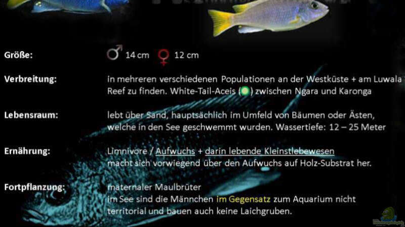 Besatz im Aquarium Lake Malawi 3.0 - Sandzone von Florian Bandhauer (92)