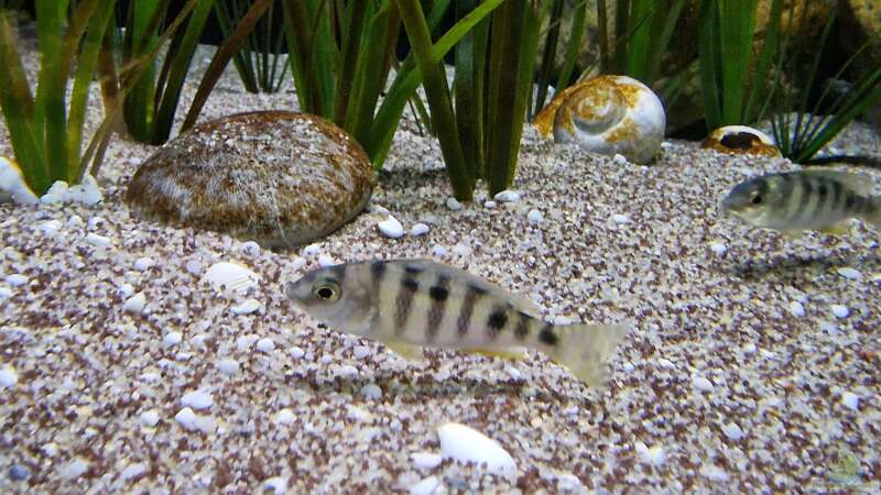 Mylochromis ericotaenia Lumbaulo von Florian Bandhauer (79)