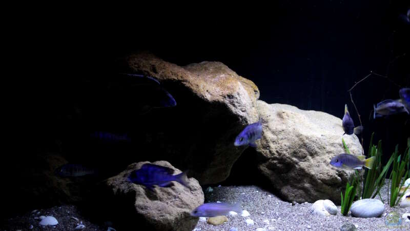 Placidochromis phenochilus ´mdoka´ und Pseudotropheus sp. ´acei´ von Florian Bandhauer (85)