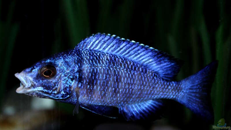 Placidochromis phenochilus ´mdoka´ von Florian Bandhauer (81)