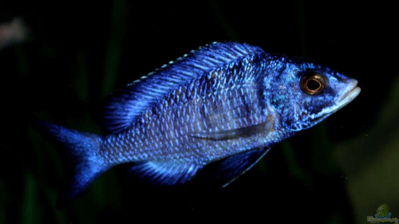 Placidochromis phenochilus ´mdoka´ von Florian Bandhauer (82)