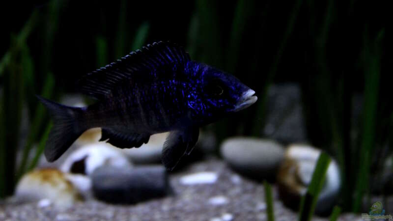 Placidochromis phenochilus ´mdoka´ von Florian Bandhauer (83)