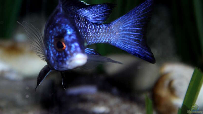 Placidochromis phenochilus ´mdoka´ von Florian Bandhauer (86)