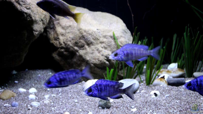 Einrichtungsbeispiele für Placidochromis phenochilus (Weißlippen Phenochilus)