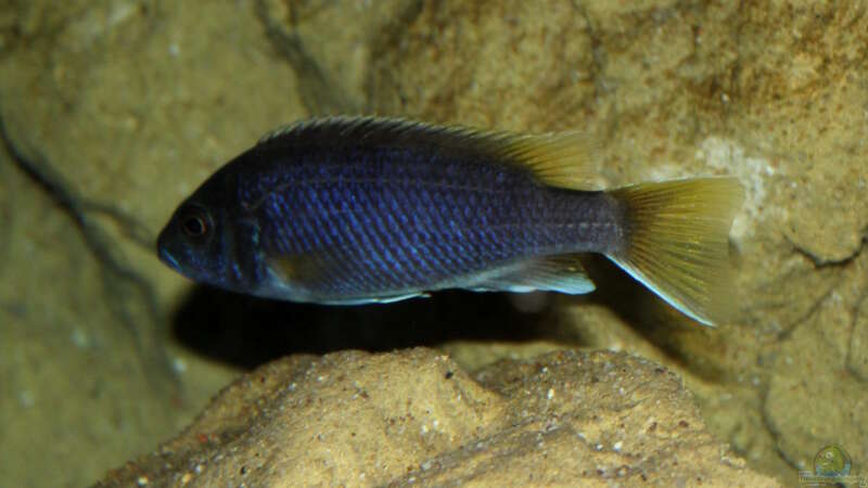 Pseudotropheus sp. ´acei´ von Florian Bandhauer (95)