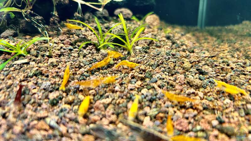 Besatz im Aquarium Shrimp Pool von Thilo (7)