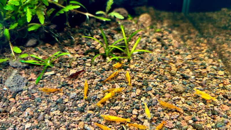 Besatz im Aquarium Shrimp Pool von Thilo (8)