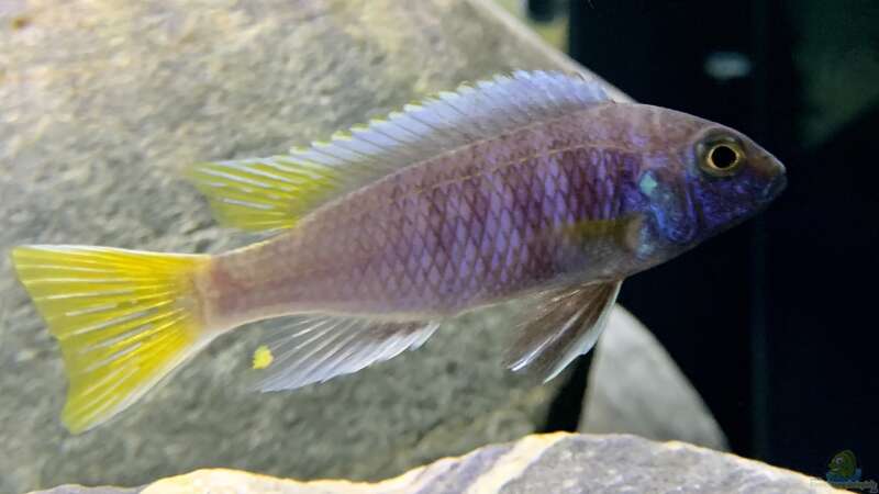 Einrichtungsbeispiele mit Pseudotropheus sp "Acei" (Blauer Gelbflossen-Maulbrüter)