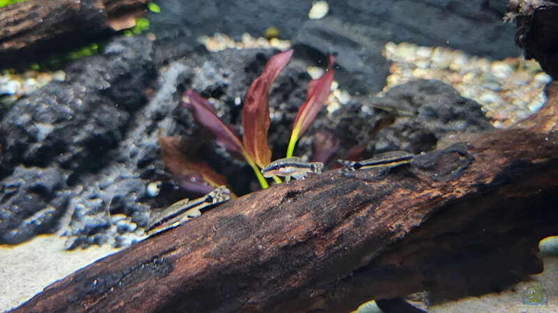 ototcinclus von marlin (14)