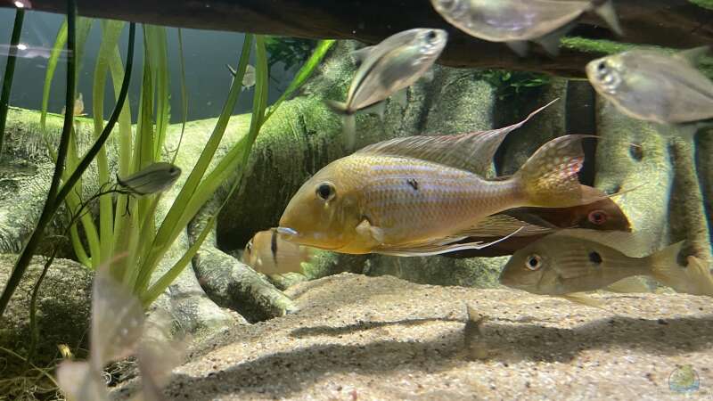 Besatz im Aquarium Altifrons von JonnyGranato (32)