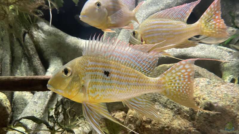 Geophagus altifrons Tocantins von JonnyGranato (19)