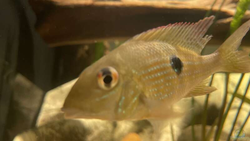 Geophagus Jatapu von JonnyGranato (15)