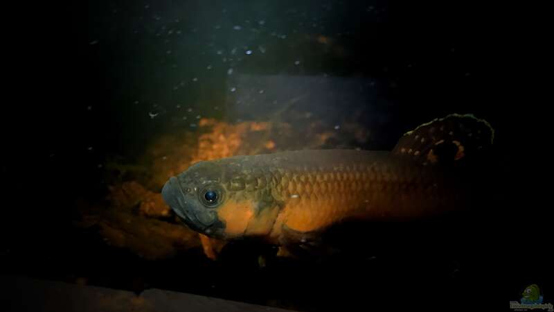 Aquarium Hauptansicht von Becken 24 von Jaenu00 (15)