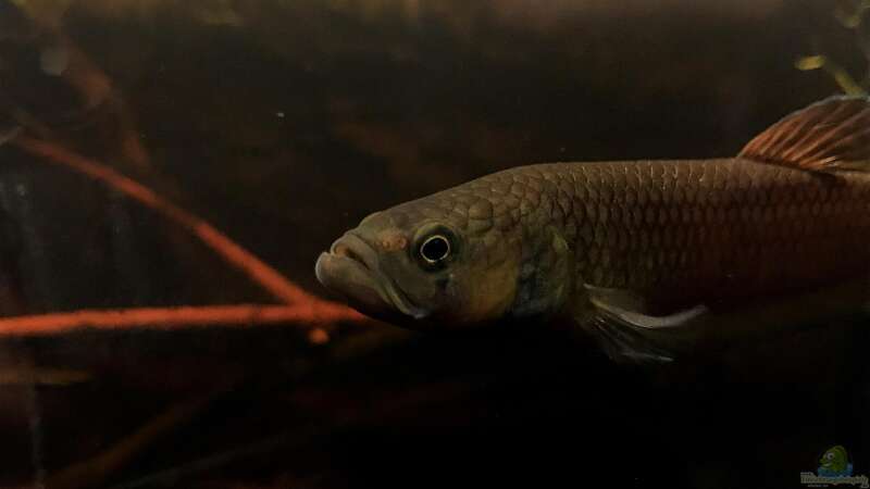 Aquarium Hauptansicht von Becken 24 von Jaenu00 (18)