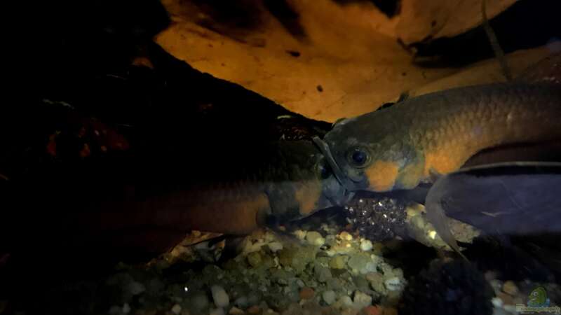 Aquarium Hauptansicht von Becken 24 von Jaenu00 (23)