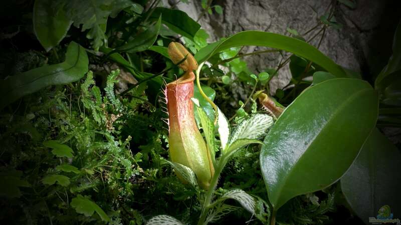 Kannenpflanzen im Terrarium pflegen (Terrariumbeispiele mit Nepenthes-Arten)