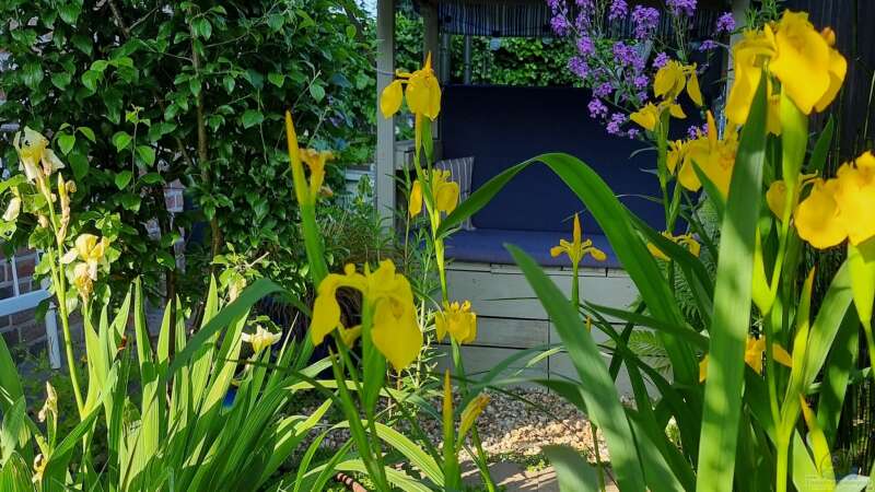 Blutweiderich, Iris Germanica und Pfennigkraut von ninfa (4)