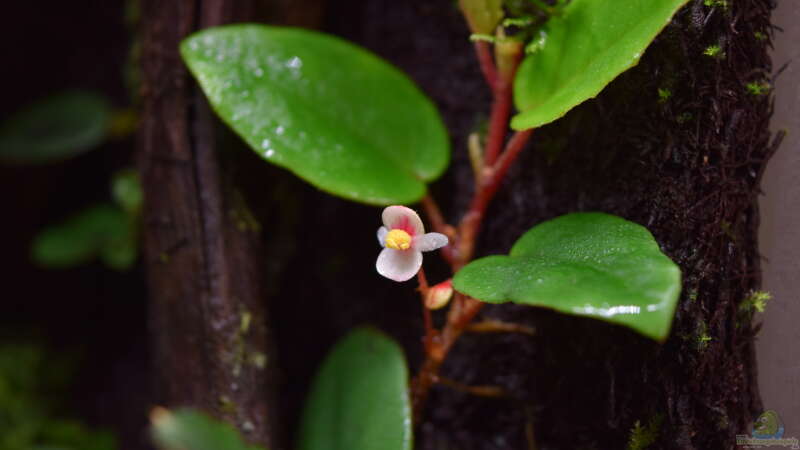 Begonia schulzii von Junglist (10)