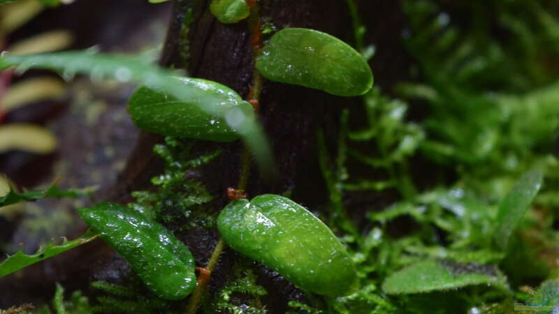 Ficus spec. Borneo von Junglist (4)