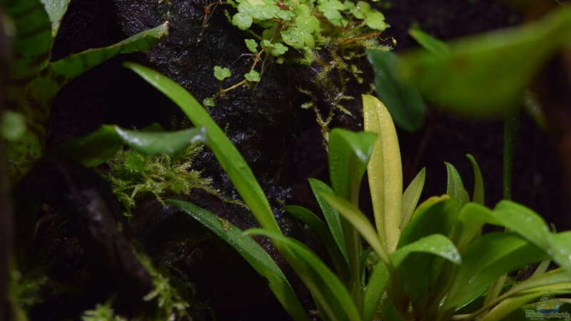 Stelis ssp. von Junglist (8)