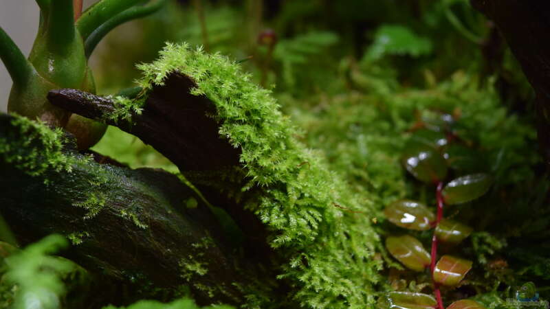 Taxiphyllum Spiky, Marcgravia umbellata rechts von Junglist (5)