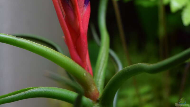 Tillandsia bulbosa von Junglist (12)