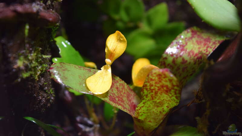 Begonia prismatocarpa von Junglist (10)