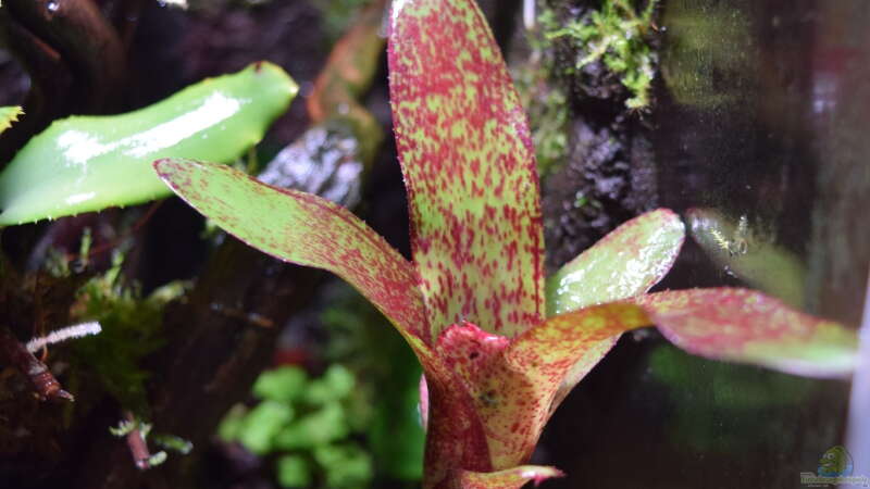 Neoregelia Atlantis von Junglist (6)