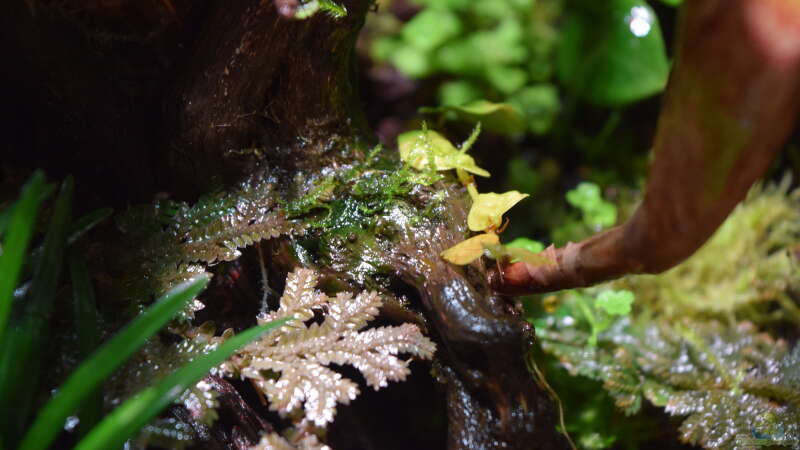 Selaginella ssp., Ficus pumila var. Mini von Junglist (8)