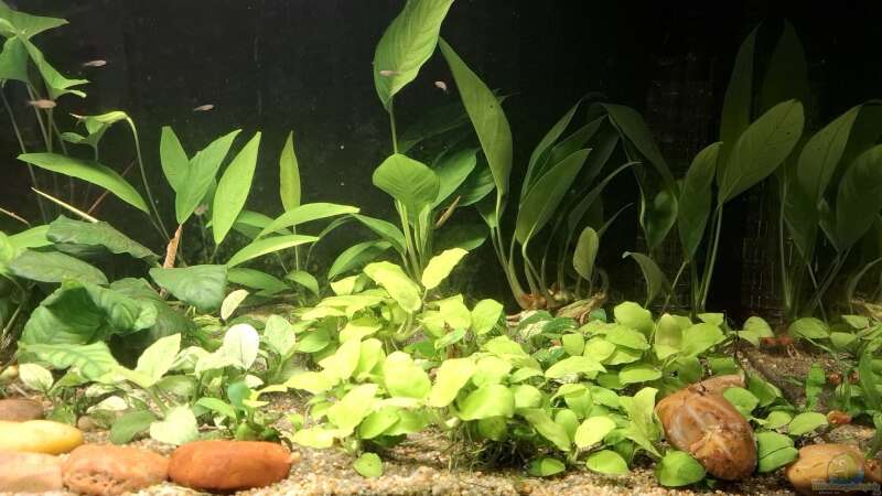 Anubias mir Perlhuehnern von Valhall (1)