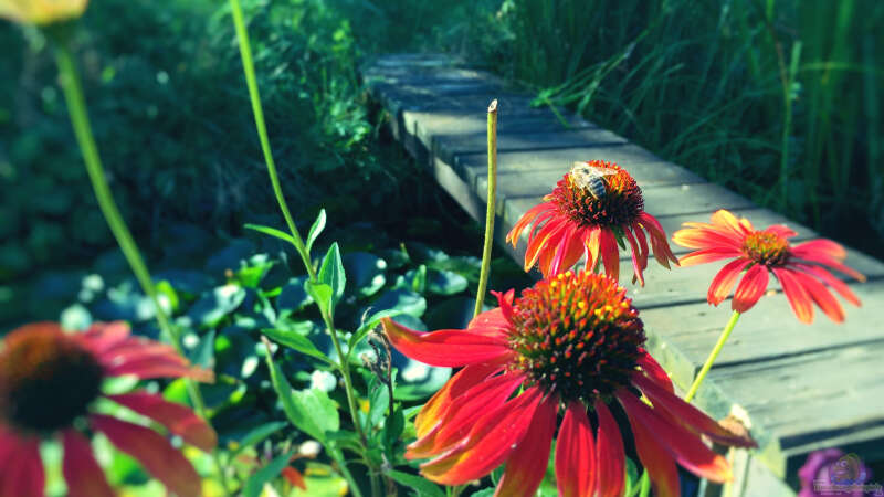 Naturteich mit Brücke von Caro (1)