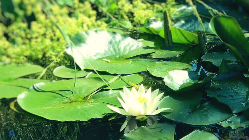 Pflanzen im Teich Naturteich von Caro (2)